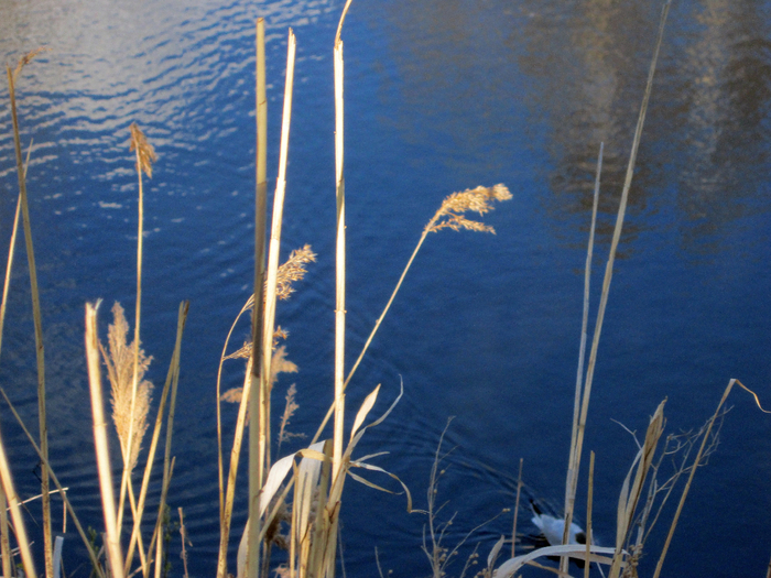 IMG_0229-0 (700x525, 479Kb)