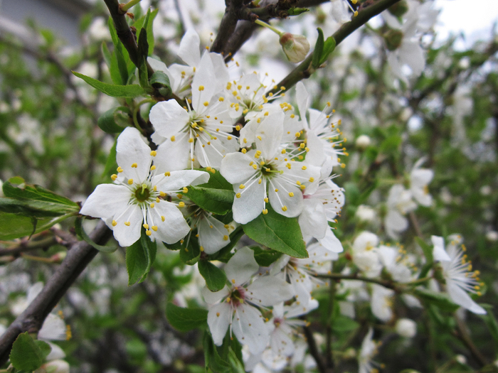 IMG_0288-0 (700x525, 441Kb)
