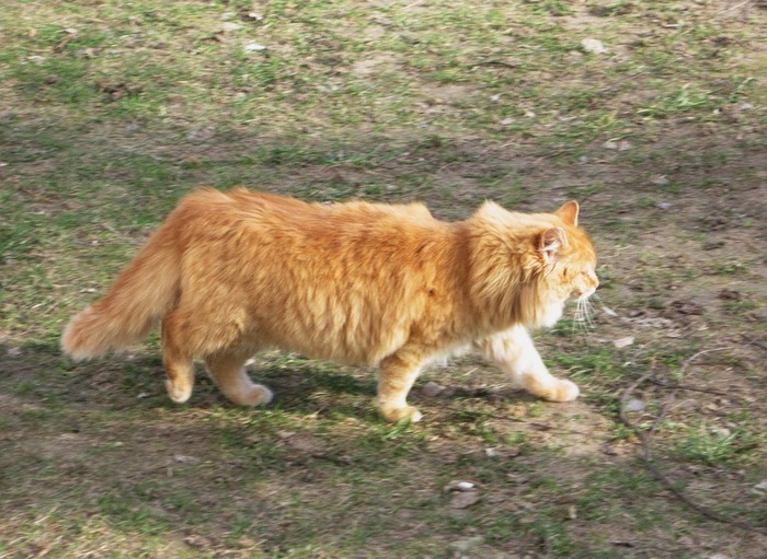 IMG_2459-0-0 (700x511, 131Kb)
