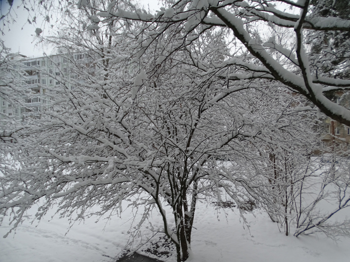 DSC00095 (700x525, 443Kb)