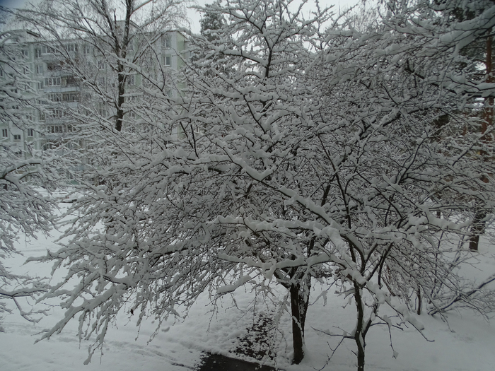 DSC00097 (700x525, 456Kb)