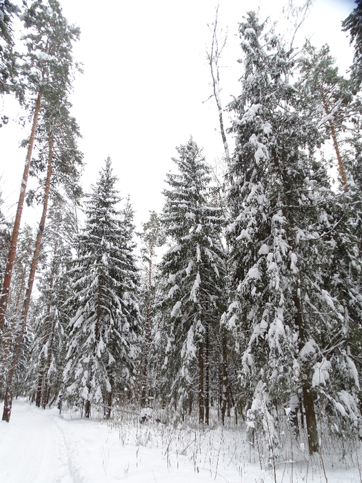 DSC00116 (525x700, 464Kb)