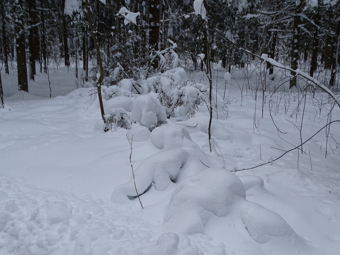 DSC00120 (700x525, 357Kb)