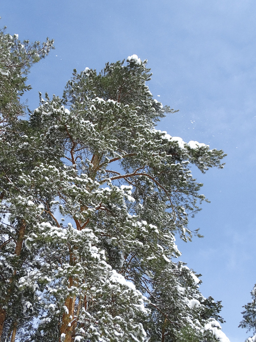 DSC00135 (525x700, 512Kb)