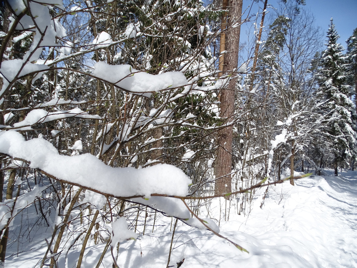 DSC00174 (700x525, 555Kb)