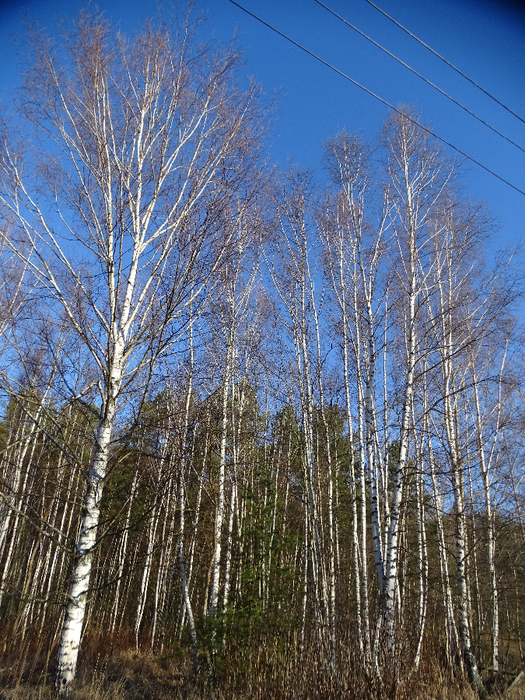 DSC00207 (525x700, 638Kb)