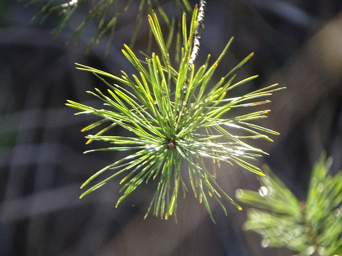 DSC00211 (700x525, 420Kb)