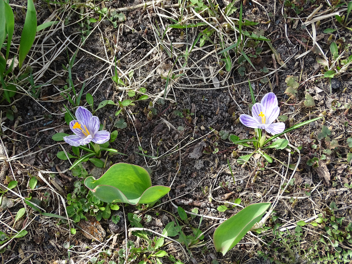 DSC00218 (700x525, 641Kb)