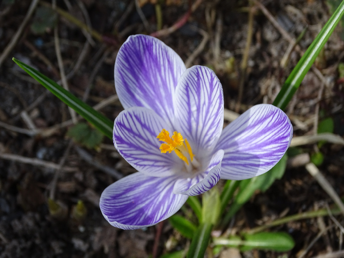 DSC00220 (700x525, 361Kb)