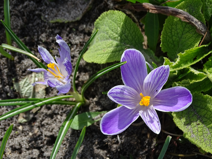DSC00222 (700x525, 447Kb)