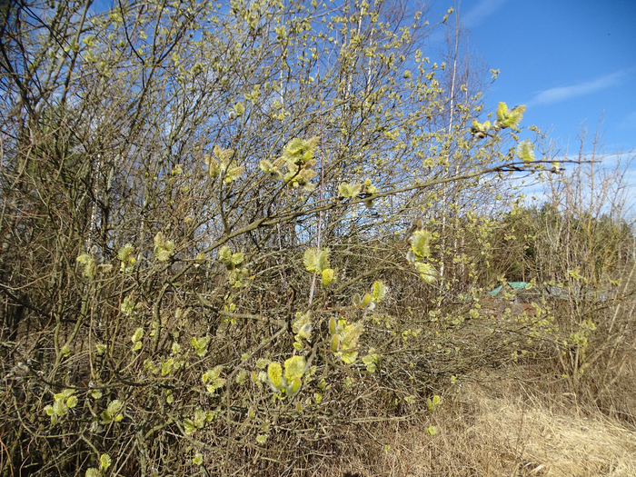 DSC00233 (700x525, 670Kb)