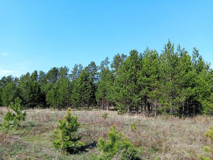IMG_20250424_101046_032 (700x525, 553Kb)