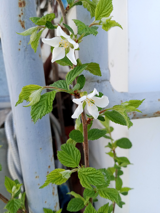 IMG_20250424_103018_836 (525x700, 392Kb)