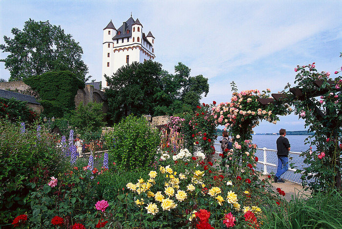 70034235-Blick-auf-kurfuerstliche-Burg-Eltville-und-Rosengarten-Eltville-Rheingau-Hessen-Deutschland-Europa (900x669, 186Kb)