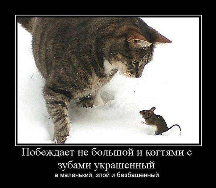 4743317_1442382359_21 (700x610, 48Kb)