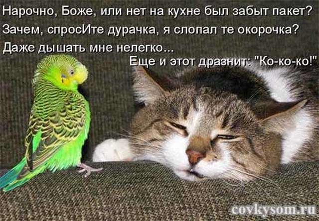 4743317_i24511 (640x444, 97Kb)