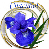 112242754_iris2 (206x206, 104Kb)