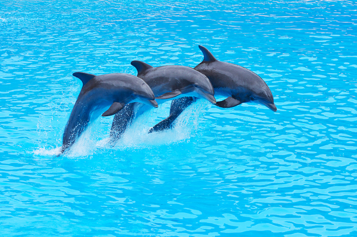 6576548_dolphinarium1 (700x465, 530Kb)