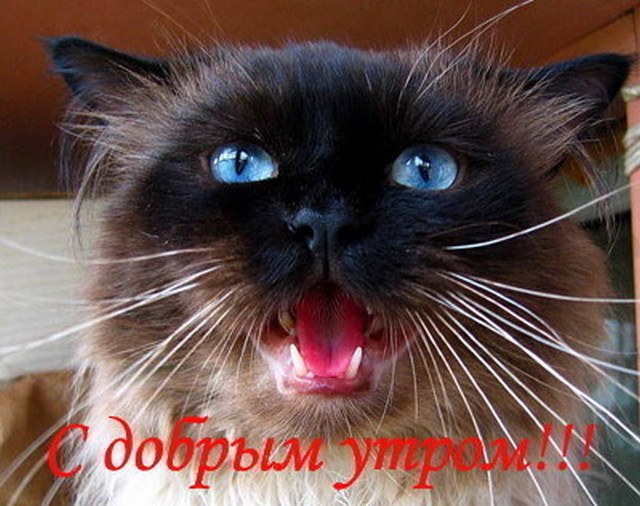 4743317_S_dobrim_Ytrom_i24 (640x506, 90Kb)