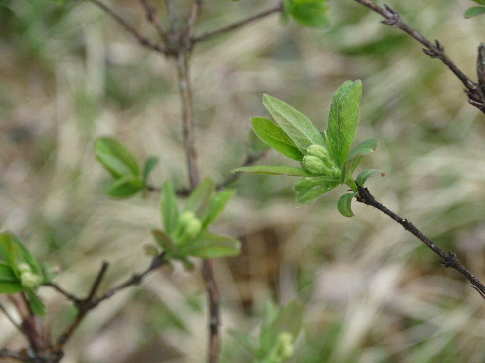 DSC00258 (700x525, 311Kb)