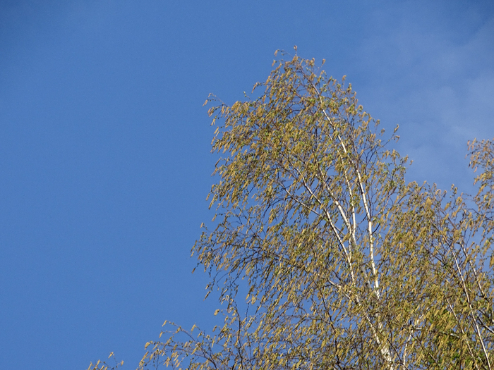 DSC00279 (700x525, 475Kb)