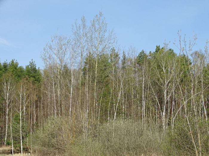 DSC00007 (700x525, 479Kb)