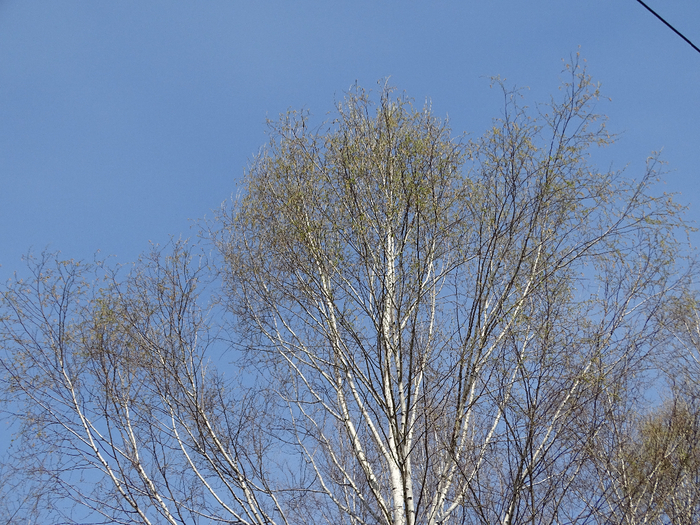 DSC00011 (700x525, 562Kb)
