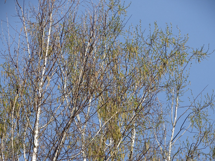 DSC00013 (700x525, 680Kb)