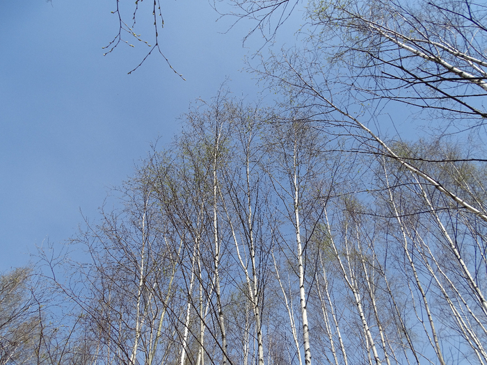 DSC00017 (700x525, 561Kb)
