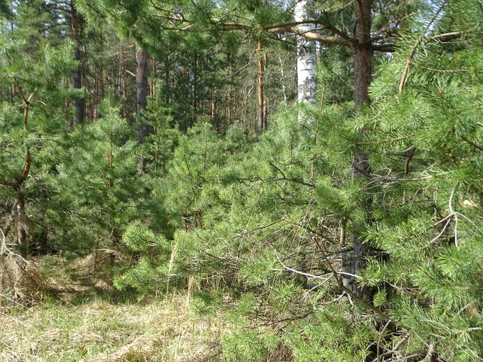 DSC00021 (700x525, 614Kb)