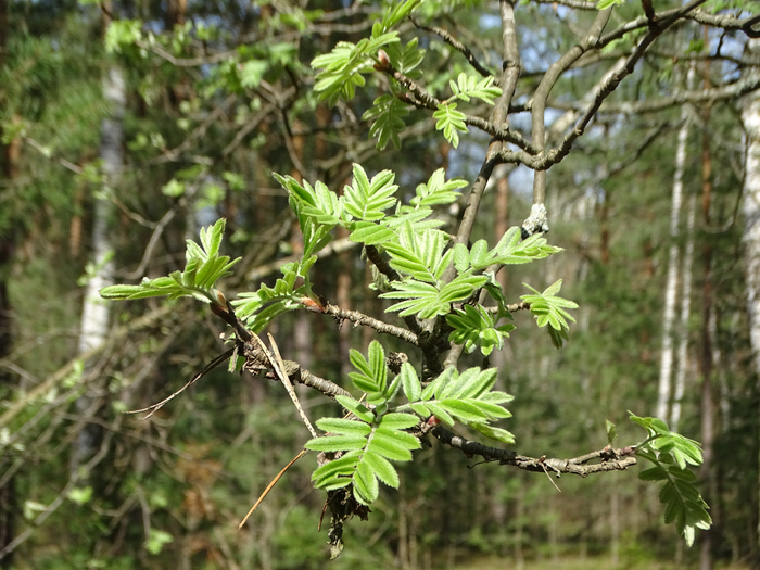 DSC00023 (700x525, 459Kb)