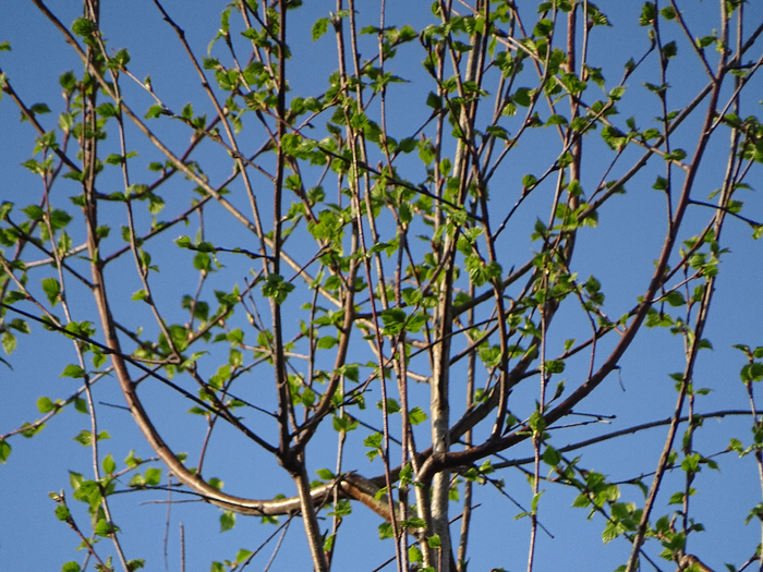 DSC00056 (700x525, 554Kb)