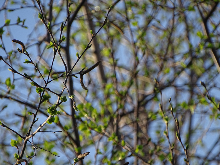 DSC00058 (700x525, 450Kb)