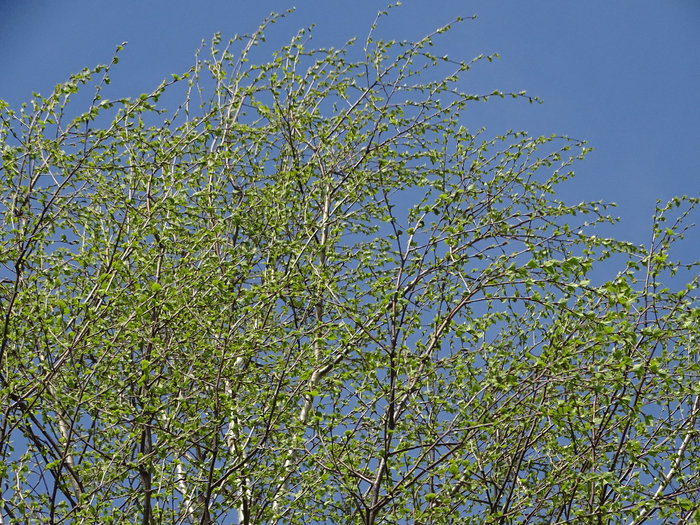 DSC00066 (700x525, 681Kb)