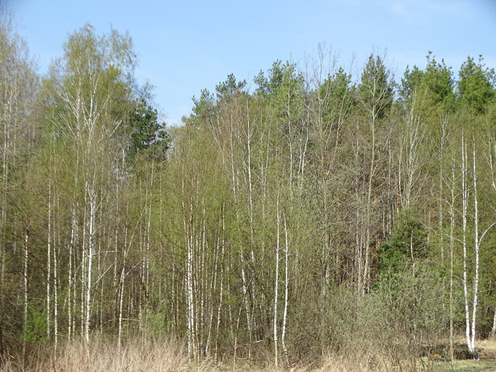 DSC00069 (700x525, 499Kb)