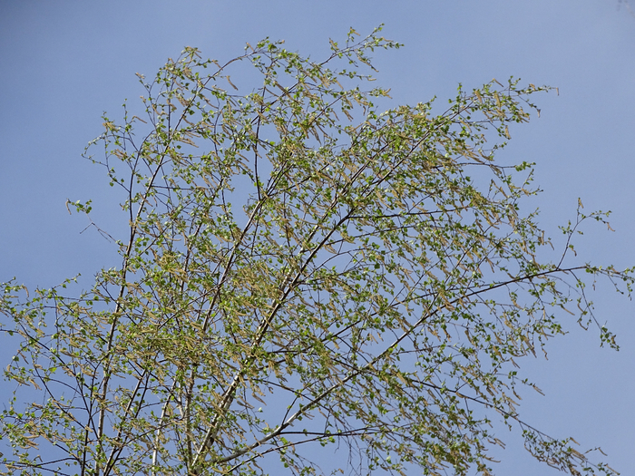 DSC00090 (700x525, 587Kb)