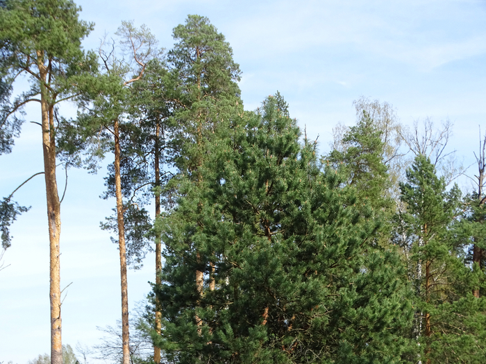 DSC00098 (700x525, 519Kb)