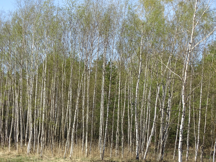 DSC00112 (700x525, 614Kb)