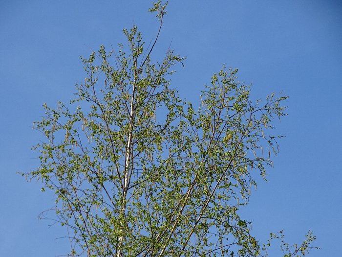 DSC00117 (700x525, 520Kb)