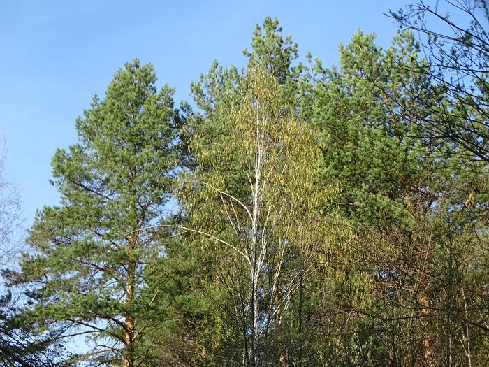 DSC00118 (700x525, 637Kb)