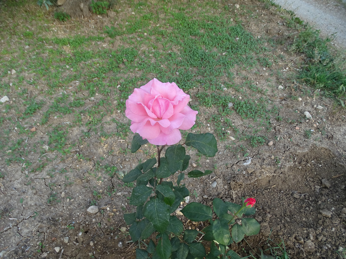 DSC00013 (700x525, 530Kb)