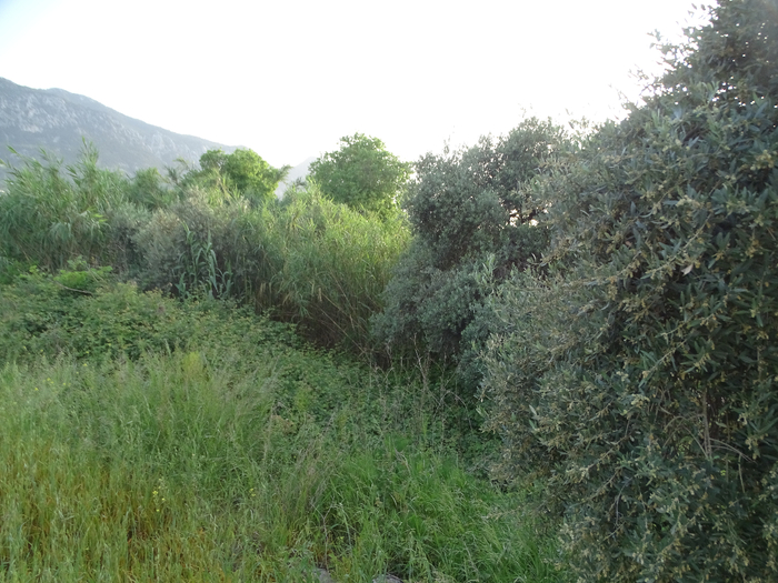 DSC00021 (700x525, 406Kb)