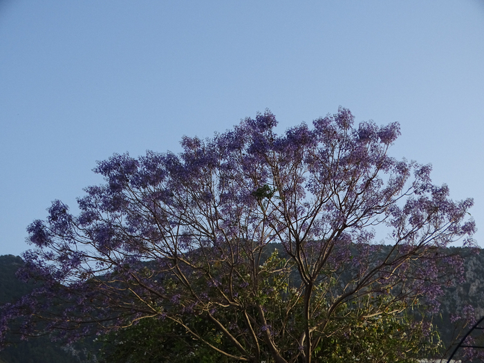 DSC00035 (700x525, 438Kb)