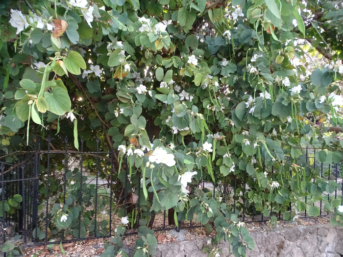 DSC00037 (700x525, 548Kb)