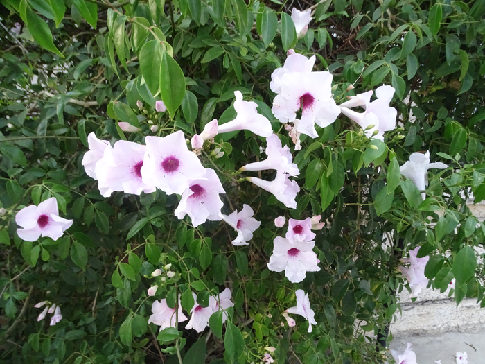 DSC00039 (700x525, 497Kb)