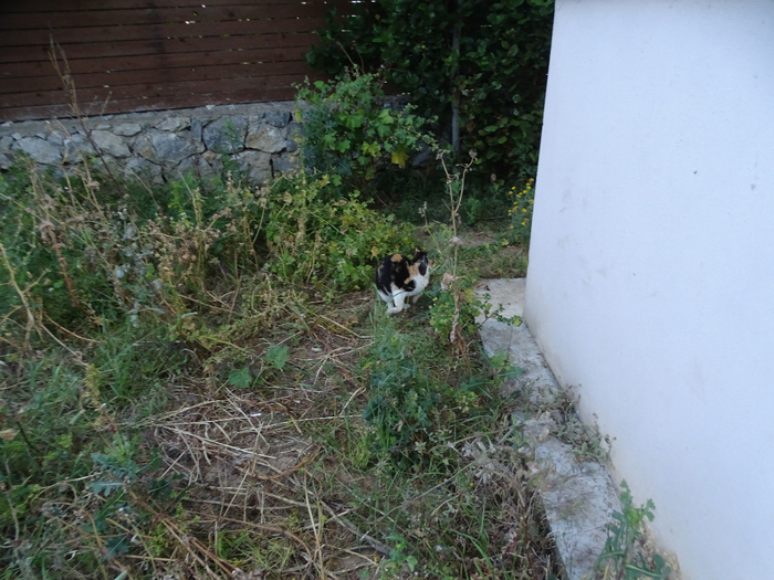 DSC00052 (700x525, 438Kb)