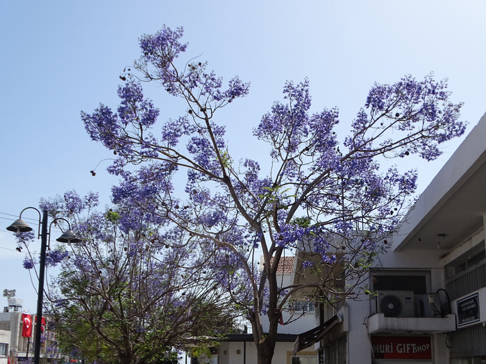 DSC00076 (700x525, 480Kb)