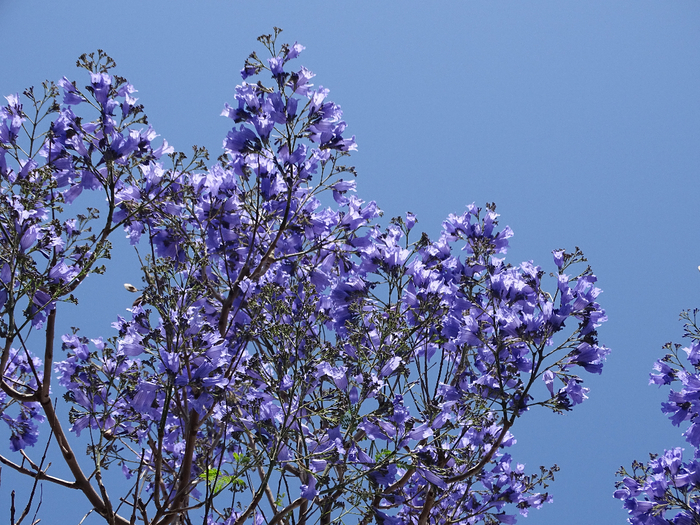 DSC00078 (700x525, 547Kb)