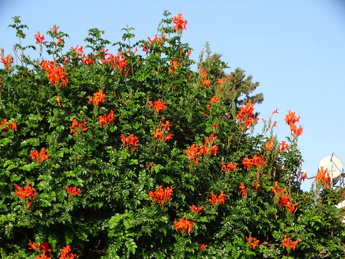 DSC00090 (700x525, 643Kb)