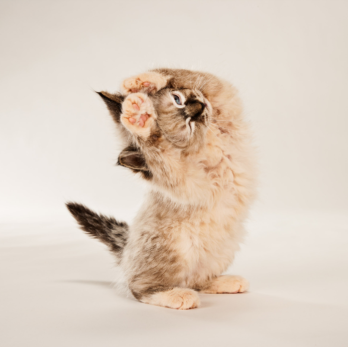 m5t9657_kitten_flat (700x696, 255Kb)